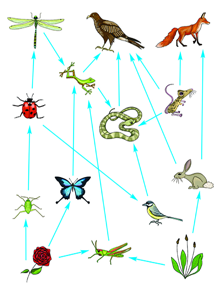 A food web shows the interconnecting diets of many animals